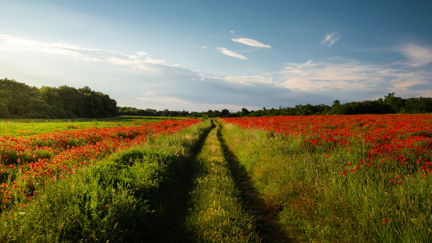 Chemin bordé de coquelicots